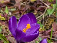 Violetter Krokus mit kleinem Austrieb daneben
